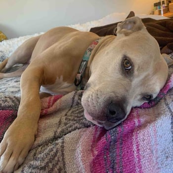 witchgeraldbitchgerald