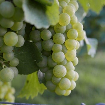 Maxim Geunis & Guy Geunis