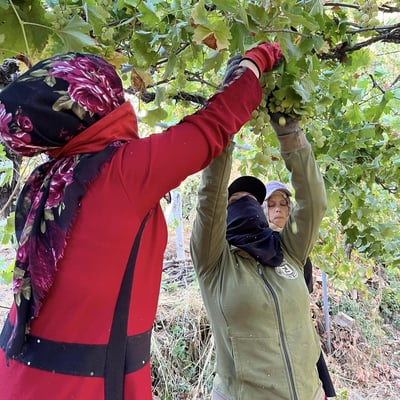 Heya Wines: Shaping Lebanon’s Future Through Natural Winemaking and Female Empowerment.