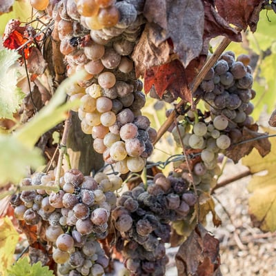 Noble rot: when a fungus turns grapes into liquid gold