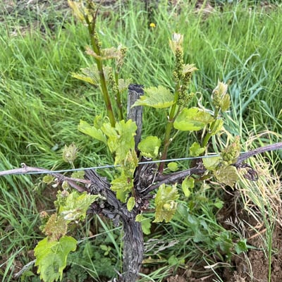 What are hybrid grape varieties?