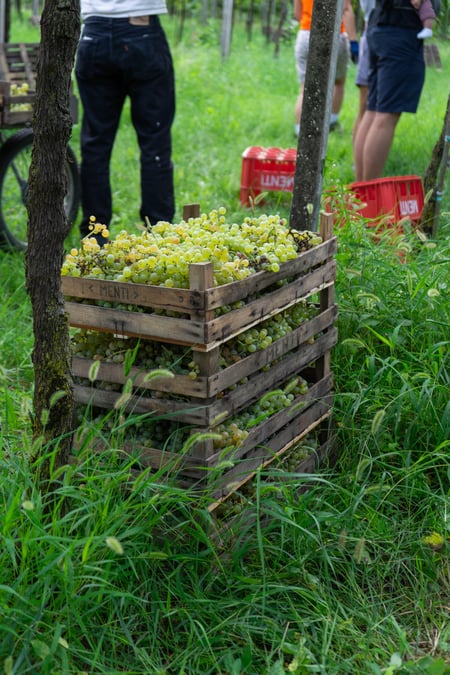 La Vendemmia Turistica by Menti