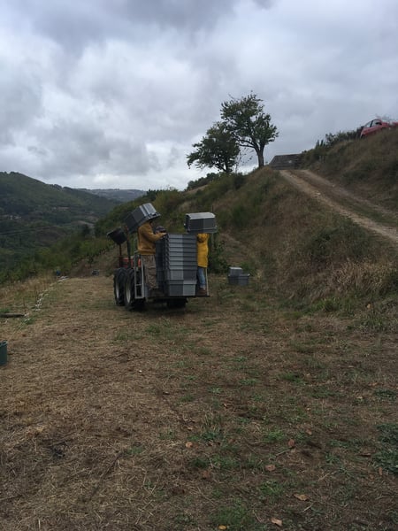 Les Vendanges Au Domaine des Buis