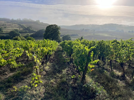 VENDANGES 2026