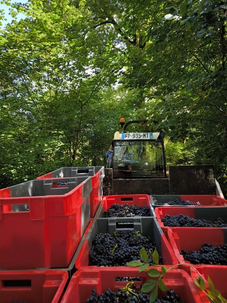 Vendanges 2026 chez Damien Bastian Goddard - Ca Boit Libre