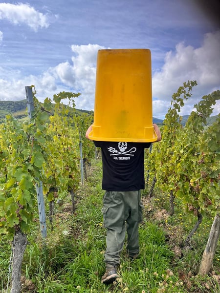 Vendanges 2026 @Binner & Jeunes Pousses