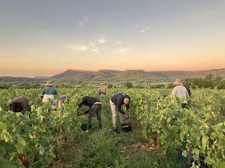 Vendanges 2026 Mas Foulaquier/Pic st-Loup