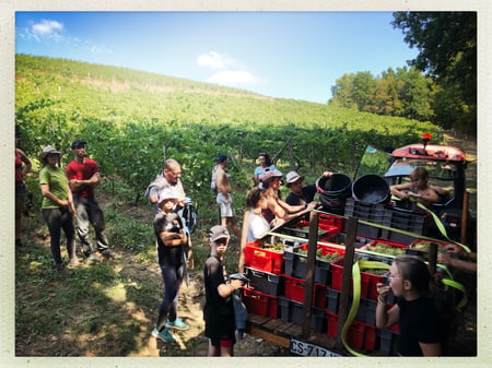 VENDANGES DANS LE BUGEY