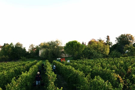Pierre-Olivier & Pauline Laurent - Domaine de Cantalauze