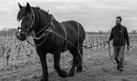 Bertrand Henry - Domaine De Cadeillac