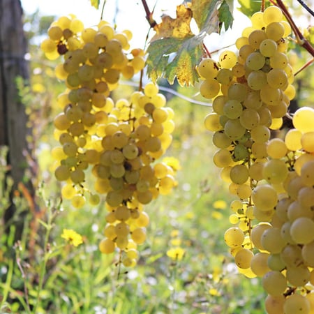 Barbara Pulliero & Paolo Rusconi