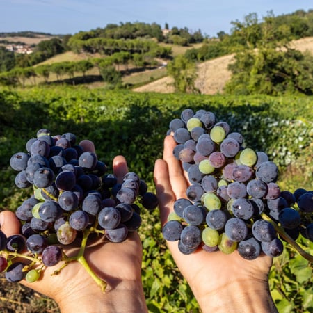 Shayle Lambie-Shaw - Agricola Arzilla