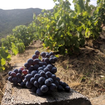 Guido & Melanie Hube