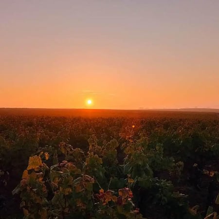 Guillaume Lavie (Muscadet - from 2021)