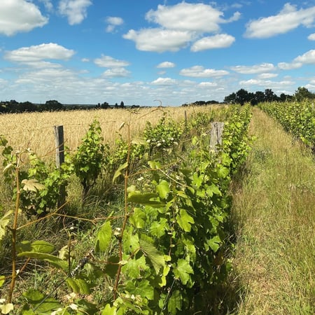 Tiphaine Pierlot & Corentin Le Bolloch