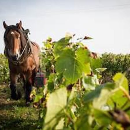 Zoé, Louise & Thierry Puzelat