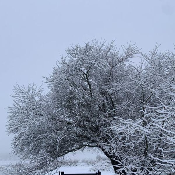 Rabarbergaarden 1314958