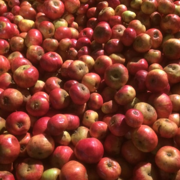 Cidre 2 Table - Cyril Zangs