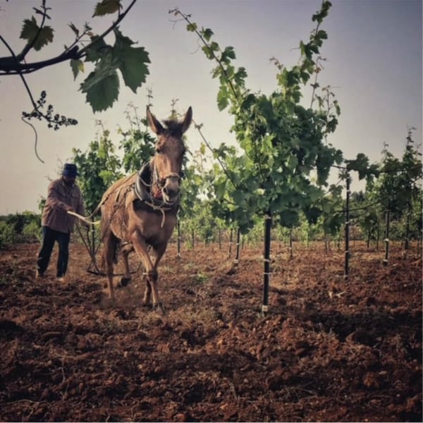 Philokalia Wine - Sari Khoury