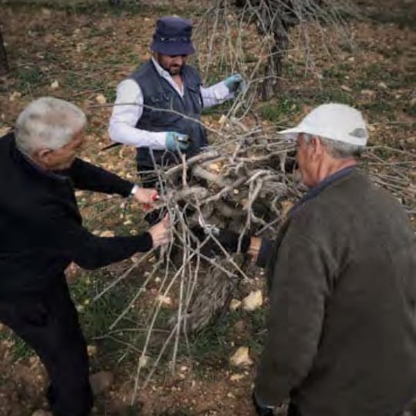 Philokalia Wine - Sari Khoury