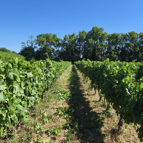 Clos Gisone - Clos Gisone