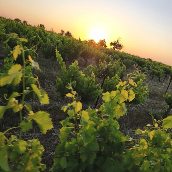 Clos Gisone - Clos Gisone