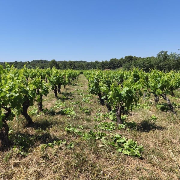 Clos Gisone - Clos Gisone