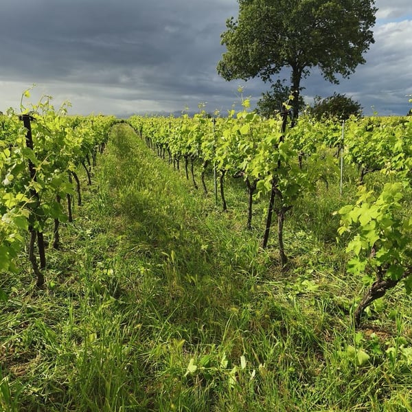 Clos Gisone - Clos Gisone