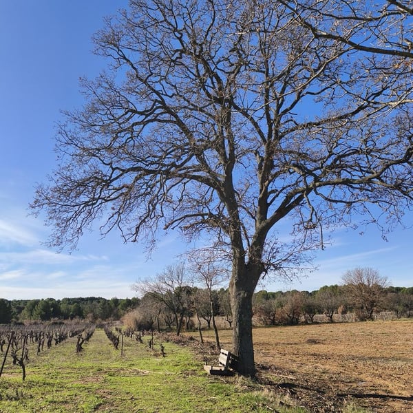 Clos Gisone - Clos Gisone
