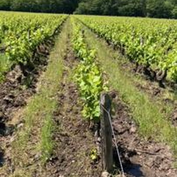 Domaine Peltier Ravineau - Achille Ravineau & Arthur Peltier