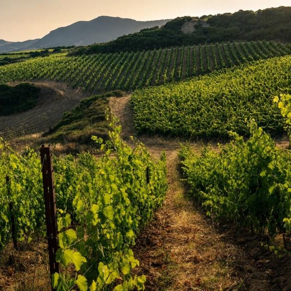 Tenute Dettori - Alessandro Dettori