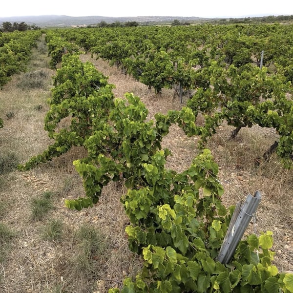 Domaine Vento - Alessandro del Grosso