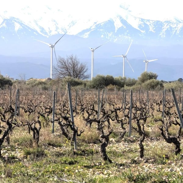Domaine Vento - Alessandro del Grosso