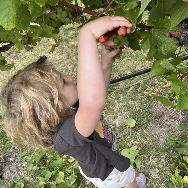 Lucy Margaux Vineyards - Anton Van Klopper