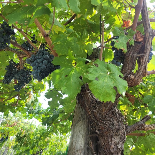 Azienda Agricola Steiger-Kalena - Giulio & Margarita Steiger