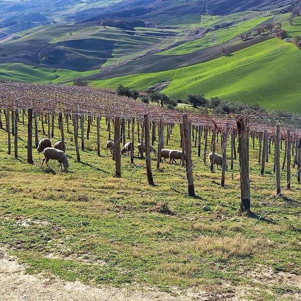 Azienda Agricola Steiger-Kalena - Giulio & Margarita Steiger