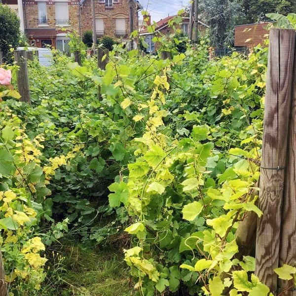 Clos Jouan - Bruno Besson