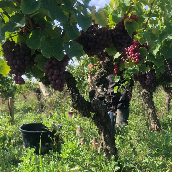 Domaine Plageoles - Bernard, Florent & Romain Plageoles