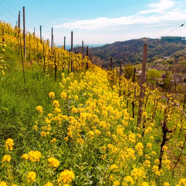 Bruno & Martino Tormena