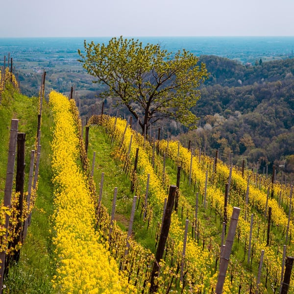 Bruno & Martino Tormena