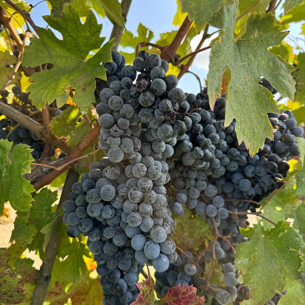 Tinti Chianti - Daniele Tinti