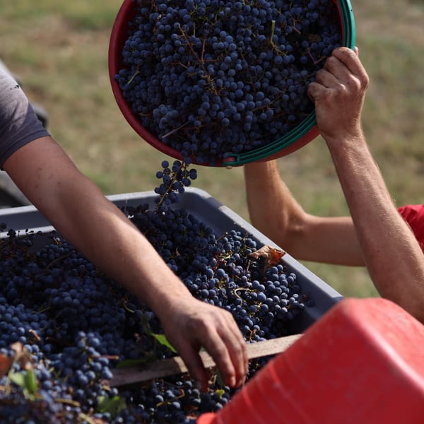 Dario Nocci, Alessandro Bicchi & Matteo Rinaldi