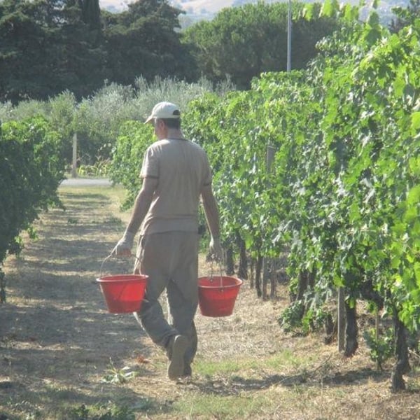 Azienda Agricola Colle San Massimo - Enrico Gallinaro