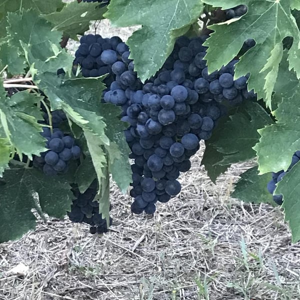 Azienda Agricola Colle San Massimo - Enrico Gallinaro