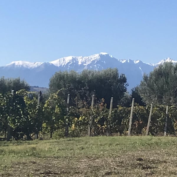 Azienda Agricola Colle San Massimo - Enrico Gallinaro