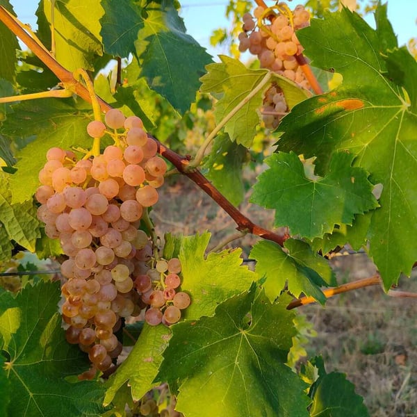 Azienda Agricola Colle San Massimo - Enrico Gallinaro