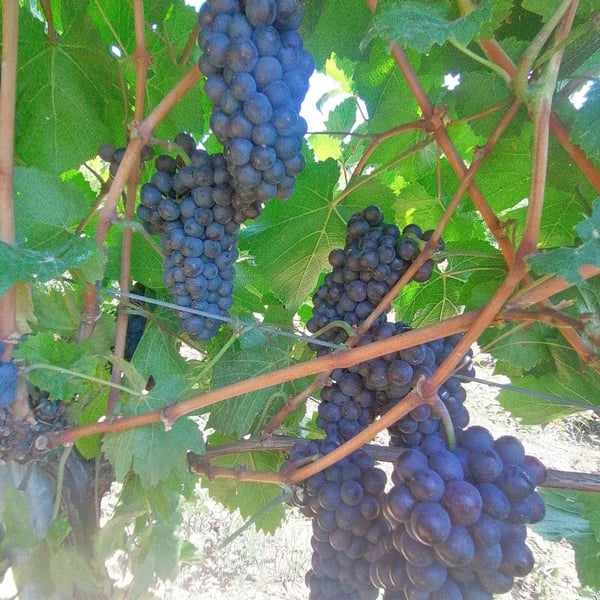 Tenuta Sogno Alcolico - Enrico Della Zizza