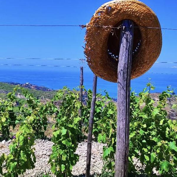 Azienda Agricola Bonavita - Giovanni Scarfone