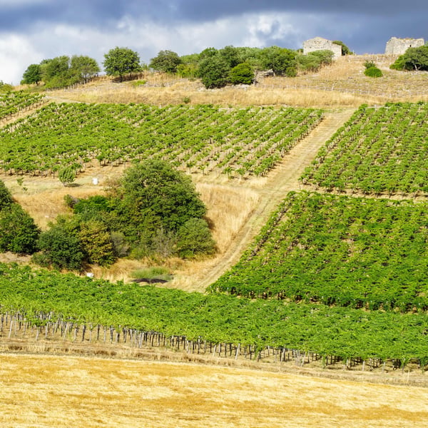 Azienda Agricola Steiger-Kalena - Giulio & Margarita Steiger