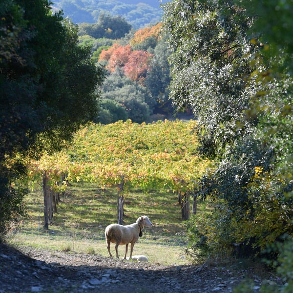 Azienda Agricola Steiger-Kalena - Giulio & Margarita Steiger